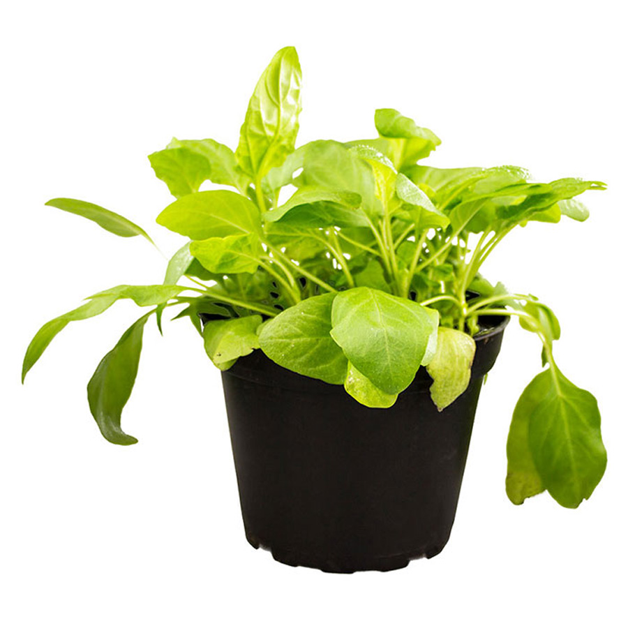 Pro Rep Live Edible Plant - Selfheal (Prunella Vulg), 10cm Pot