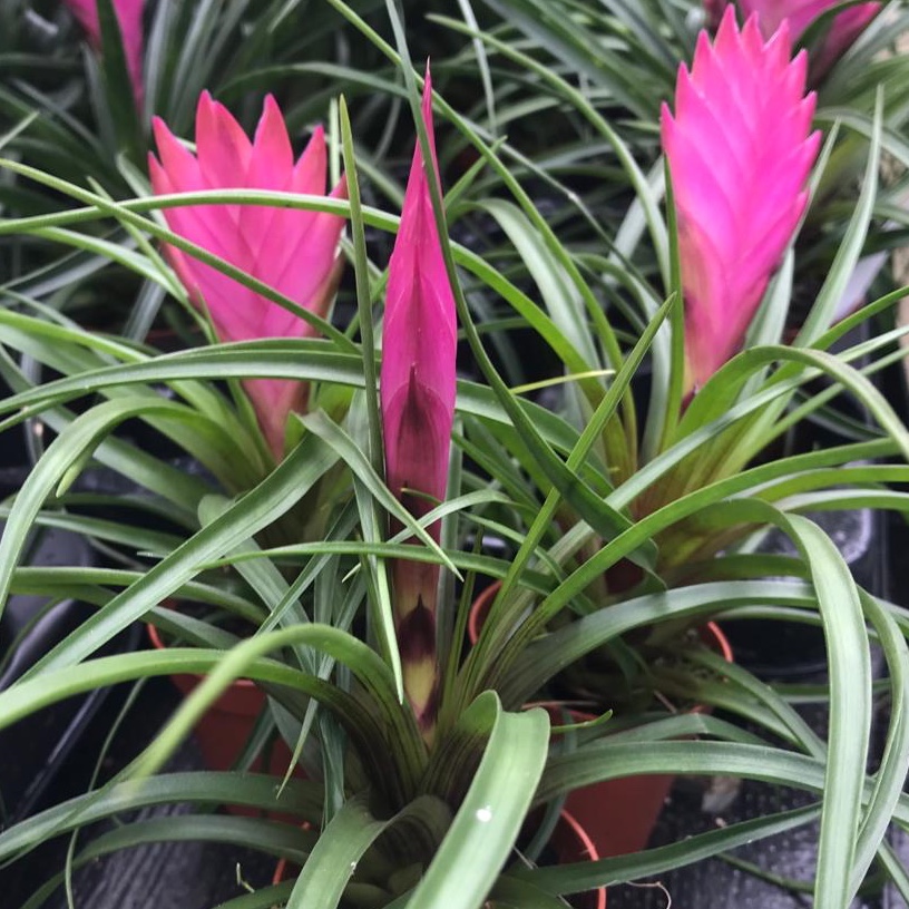Pro Rep Live Edible Plant - Pink Quill Bromeliad, Small ***** CURRENTLY OUT OF STOCK*****