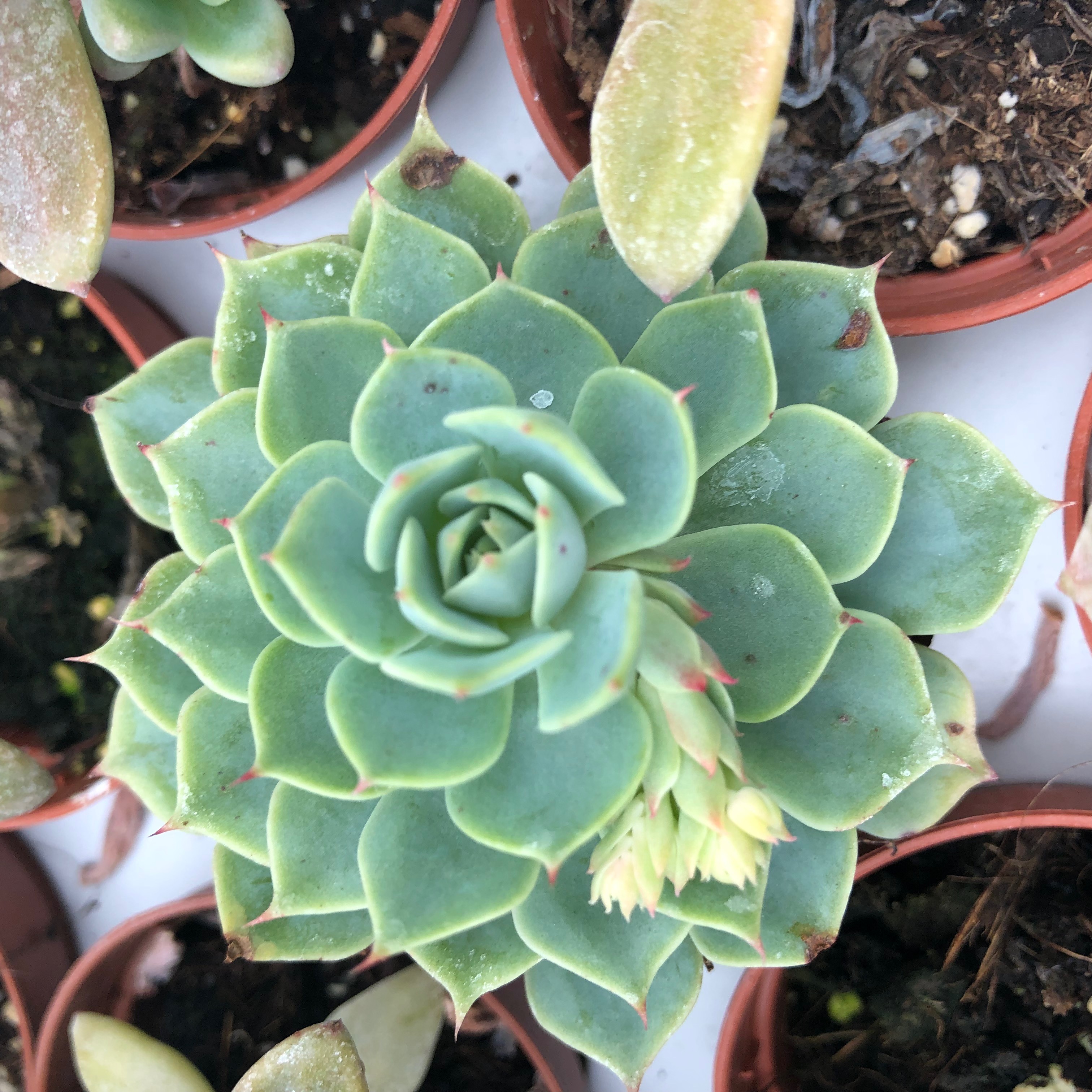 Pro Rep Live Edible Plant - Echeveria Agavoides, 8.5cm Pot ***** CURRENTLY OUT OF STOCK *****