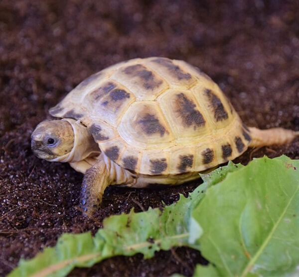 Horsfield Tortoise 
